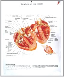 human fetal circulation